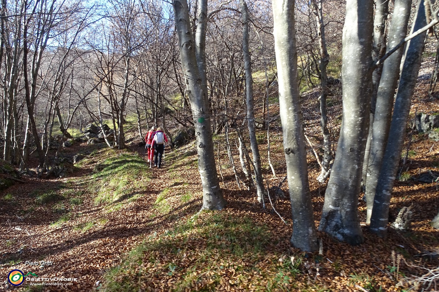 15 Nel bosco di faggi e  carpini neri.JPG